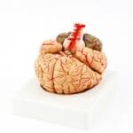 Modelo Cerebro Humano con Arterias Desmontable