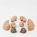 Modelo Cerebro Humano con Arterias Desmontable - Image 2