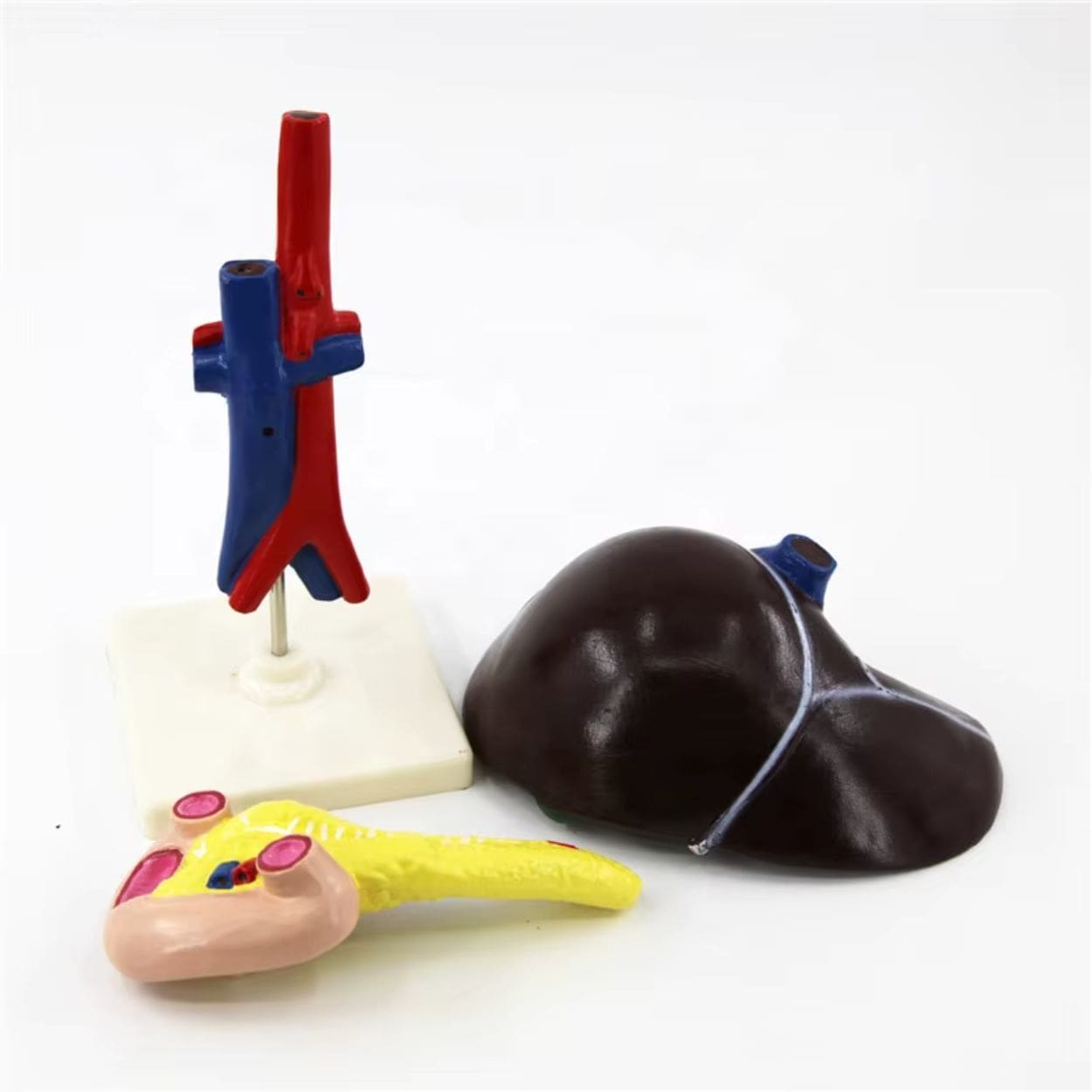 Modelo de hígado, páncreas y duodeno Prodelab