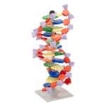 MiniADN Molymod®: Kit Modelo de ADN para Aprendizaje Científico