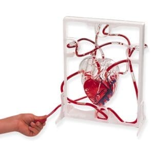 Modelo de Corazón Funcional 3D Transparente