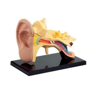 Modelo Armable Anatomico Oido Humano 7.7cm - 14 piezas