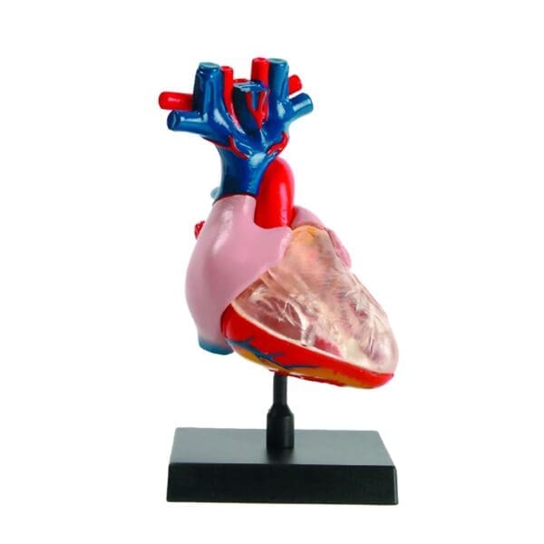 Modelo Corazón con Base - Ein-O Science