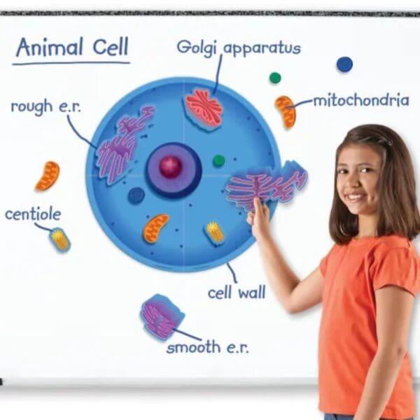 Celula Animal Gigante Magnetica para Pizarra - Learning Resources