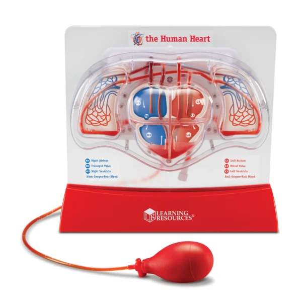 Modelo Funcional de Bombeo del Corazón Humano