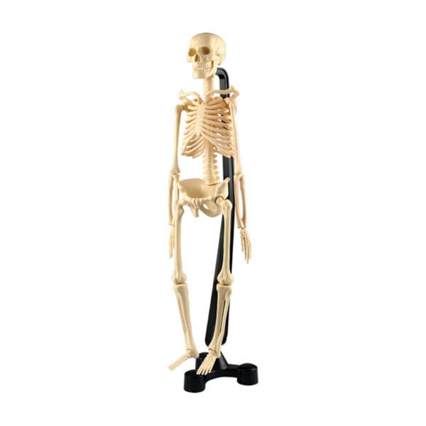 Mini Esqueleto 46cm con soporte metálico