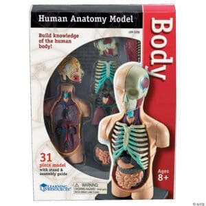 Modelo Didáctico del Cuerpo Humano – 31 Piezas