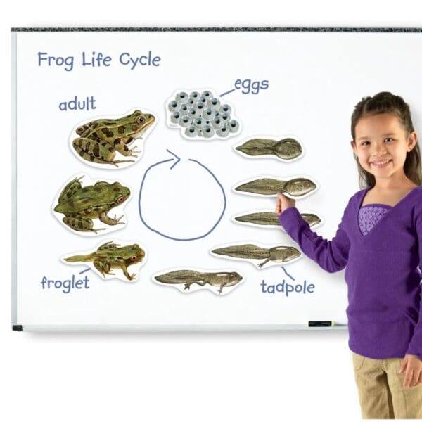 Ciclo de Vida de la Rana Magnético – Set Gigante Interactivo - Image 6