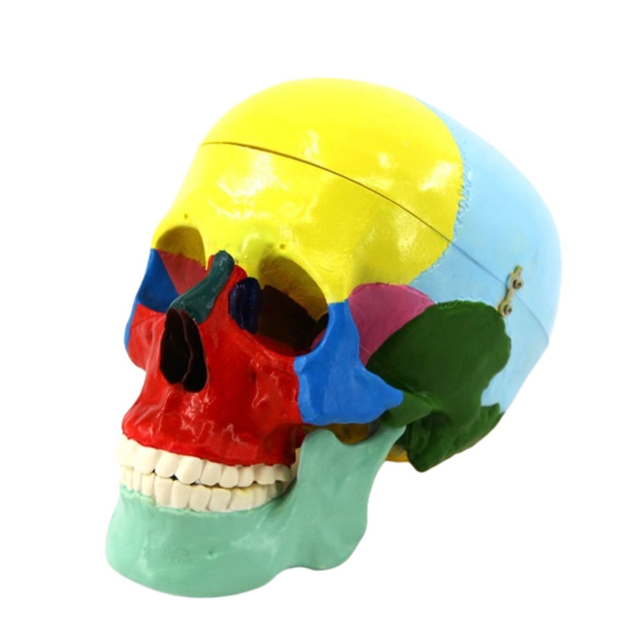 Cráneo Humano Didáctico en Colores Tamaño Natural, Desmontable