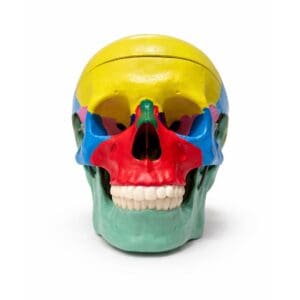 Modelo anatómico de cráneo humano con mandíbula móvil y huesos coloreados para estudio de anatomía - Vista Frontal | Prodelab Chile