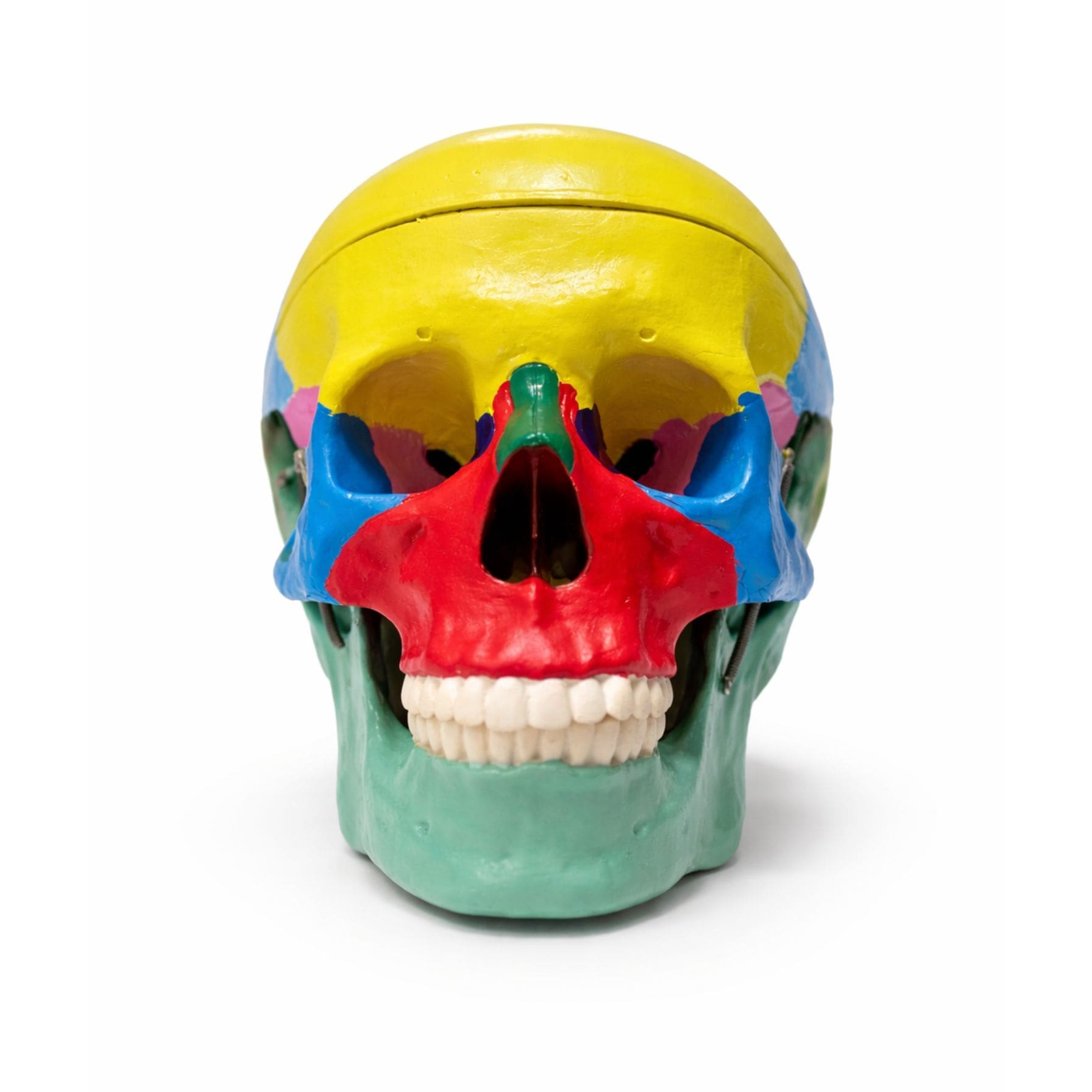 Modelo anatómico de cráneo humano con mandíbula móvil y huesos coloreados para estudio de anatomía - Vista Frontal | Prodelab Chile