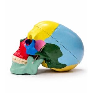 Modelo anatómico de cráneo humano con mandíbula móvil y huesos coloreados para estudio de anatomía - Vista de Perfil | Prodelab Chile