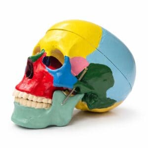 Modelo anatómico de cráneo humano con mandíbula móvil y huesos coloreados para estudio de anatomía | Prodelab Chile