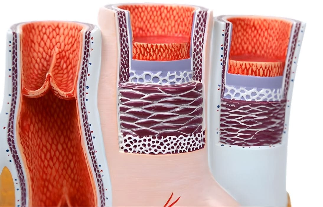 Modelo anatómico de arteria y vena ampliado 20X