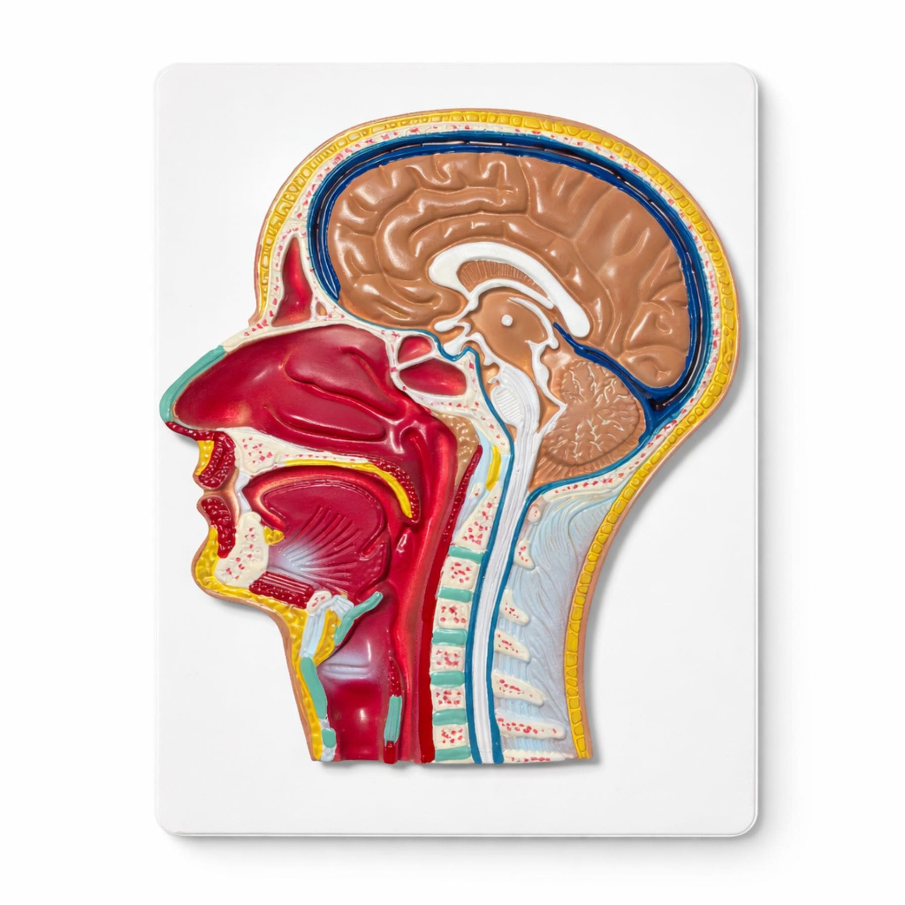 Modelo de Cabeza Humana en Corte Mediano y Frontal