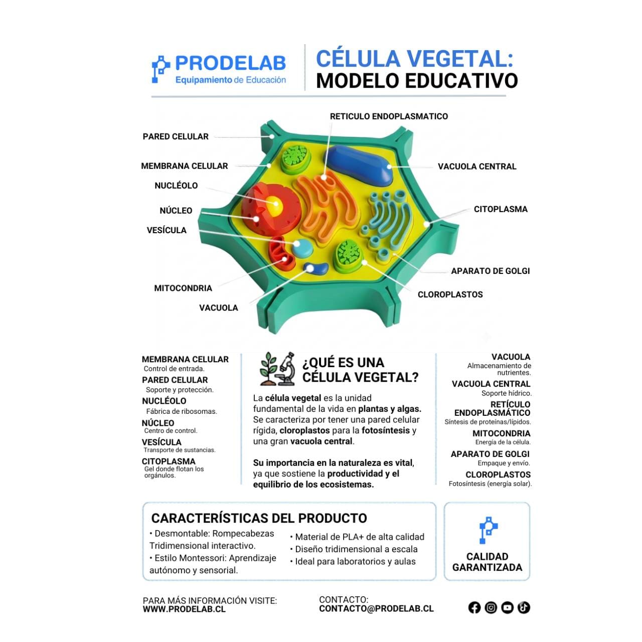 Modelo educativo de célula vegetal Prodelab con manual ilustrativo incluido