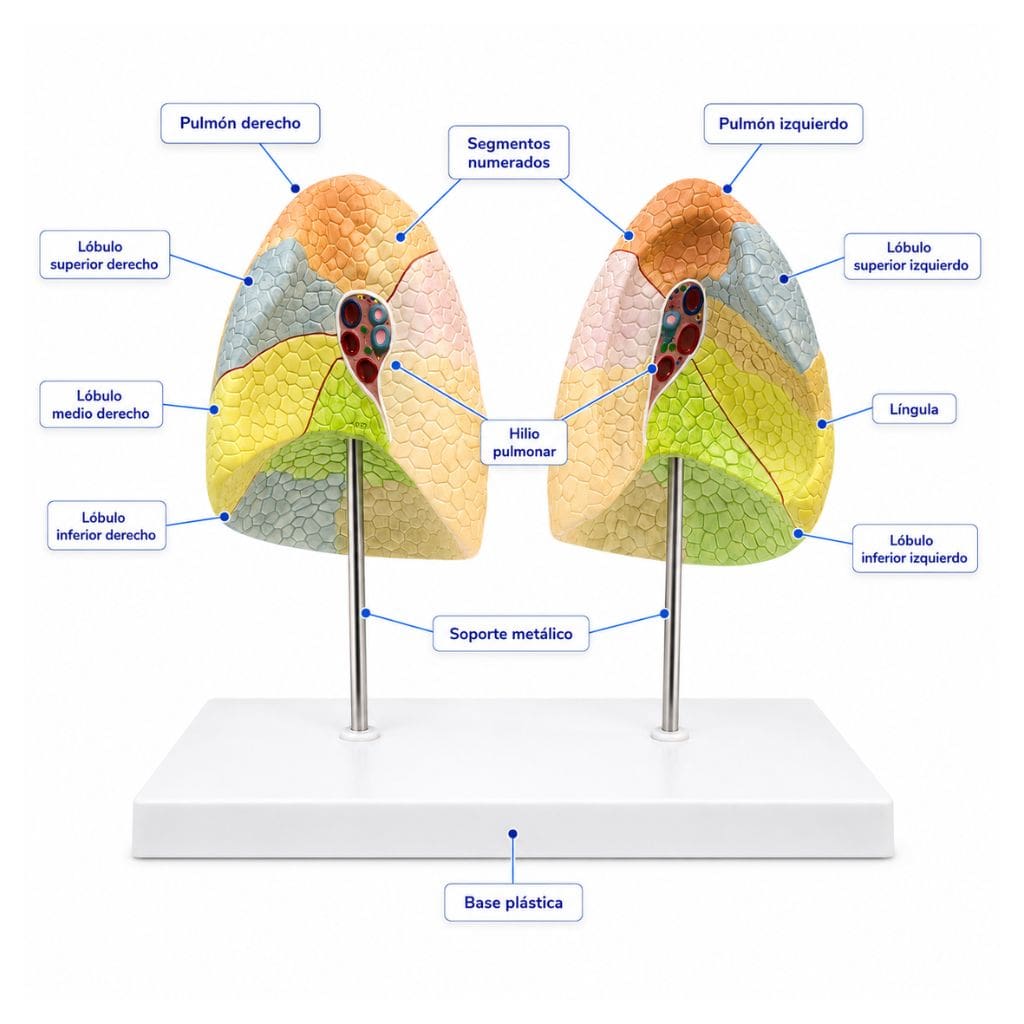 Modelo Anatómico de Segmentos Pulmonares sobre Base - Image 3