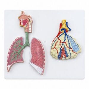 Modelo anatómico del sistema respiratorio humano con pulmones, árbol bronquial y alvéolo ampliado